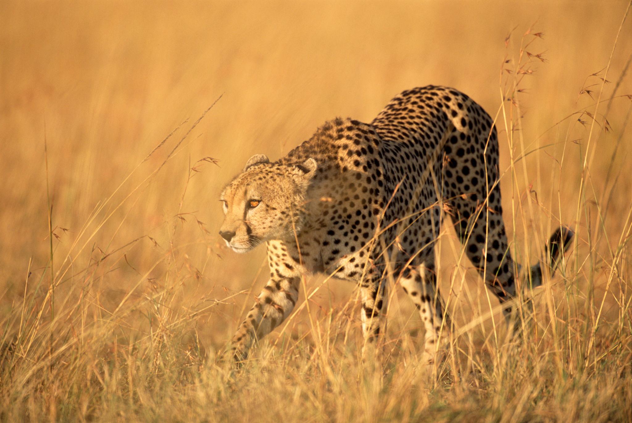 Luxury Kenya Safari